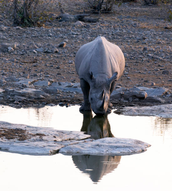 istock A black rhino at waterhole 1219711430