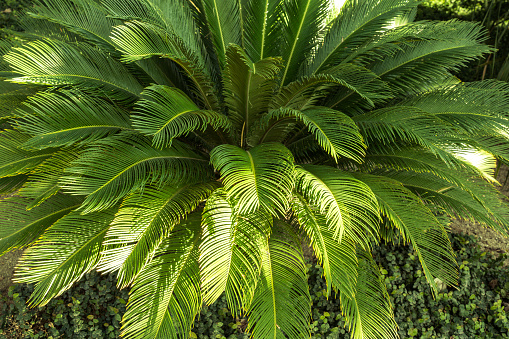 evergreen false palm tree of Japanese origin and small height