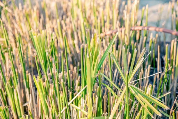 landscape of green and yellow grass with irrigation system