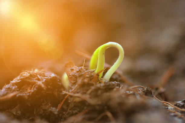 istock Young plant growing in garden 1219712278