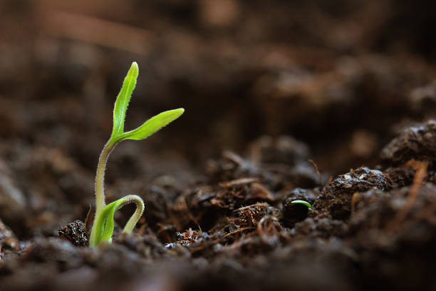 istock Young plant growing in garden 1219712446