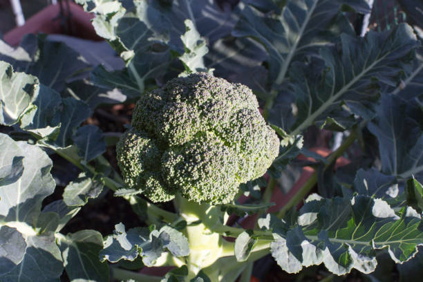 istock A broccoli plant cultivated at home 1219712576