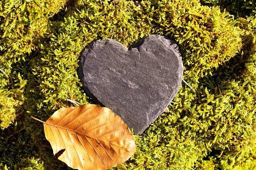 Heart on a mossy tree in the lush rainforest on Vancouver Island.