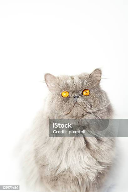 Gray Persische Katze Mit Orangen Augen Isoliert Auf Weiss Stockfoto und mehr Bilder von Abwarten