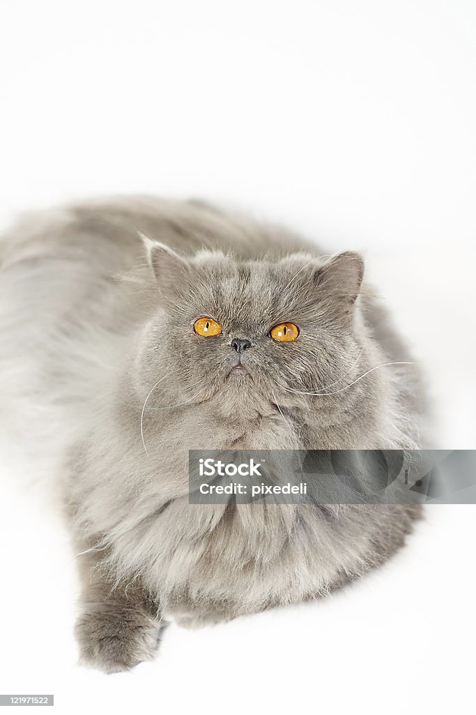 Grigio Gatto persiano - Foto stock royalty-free di Allerta