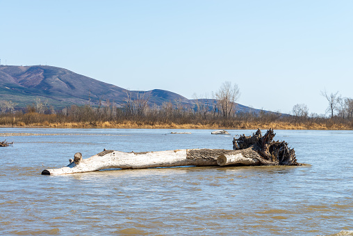 A large old log flooded in the middle of a river