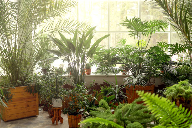 istock Green plants in botanical garden indoor. 1219715457