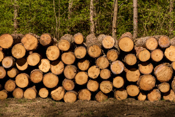 istock Wooden Logs with Forest on Background 1219716093