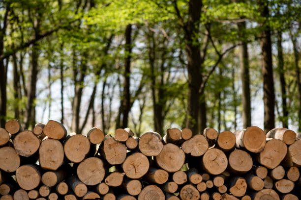 Wooden Logs with Forest on Background