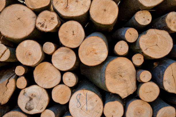 Lumber Industry, Timber, Log, Forest, Wood - Material