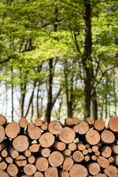 istock Wooden Logs with Forest on Background 1219716097