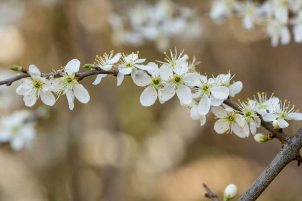 istock blackthorn blossom white flowers 1219717490