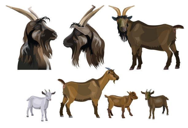 illustrazioni stock, clip art, cartoni animati e icone di tendenza di raccolta di immagini di capra. insieme di illustrazioni vettoriali - wild goat