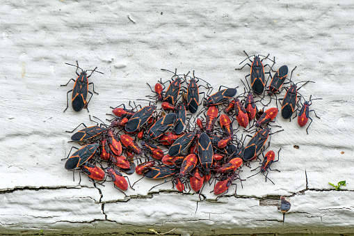 Box Elder bugs in a cluster on the side of an old house.