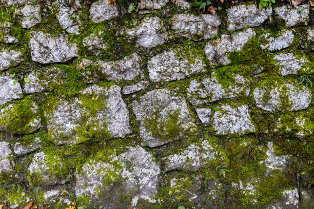 Background wall of arranged rocks in layers covered by green moss.