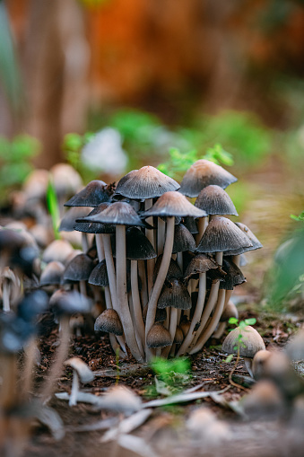 Coprinellus disseminatus, a small white mushroom with a striped crown growing in large groups or colonies on dead tree trunks. This species is known as Fairy inkcap and Trooping crumble cap.