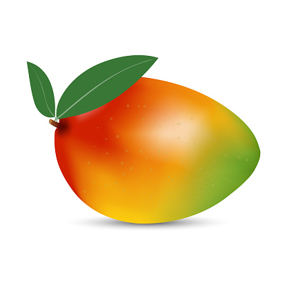Vector illustration of mango fruit on a white background. Bright saturated colors. Realistic performance
