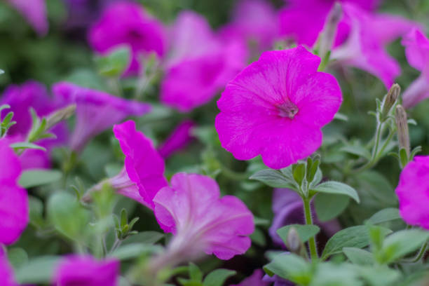 istock Spring outdoor dense colored morning glory，Ipmoea cairica 1219720706