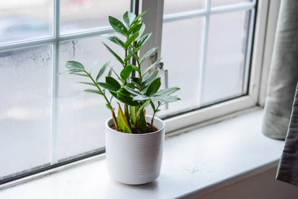 istock Zanzibar gem or ZZ plant on the windowsill 1219720875