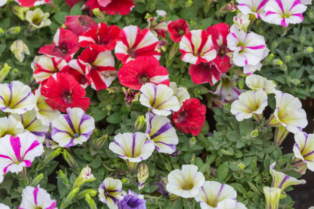 istock Spring outdoor dense colored morning glory，Ipmoea cairica 1219720911