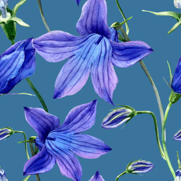 illustrations, cliparts, dessins animés et icônes de modèle sans couture d’aquarelle des fleurs cloche de champ. - campanula bluebell backgrounds white