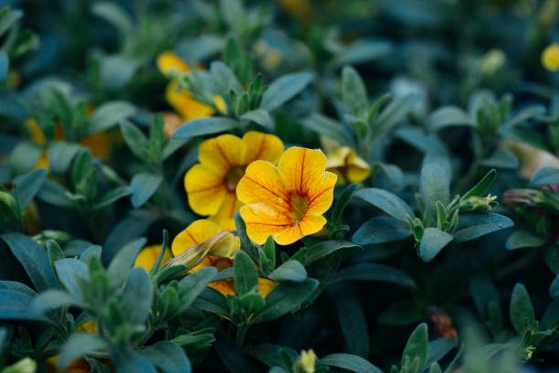 wiosna na zewnątrz gęsty kolorowy rano chwała, ipmoea cairica - yellow trumpet flower flower temperate flower striped zdjęcia i obrazy z banku zdjęć