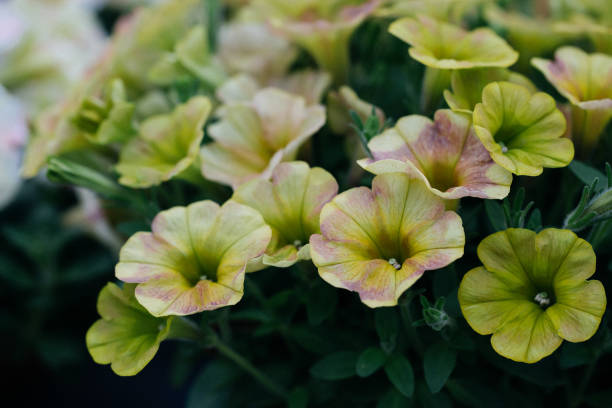 wiosna na zewnątrz gęsty kolorowy rano chwała, ipmoea cairica - yellow trumpet flower flower temperate flower striped zdjęcia i obrazy z banku zdjęć