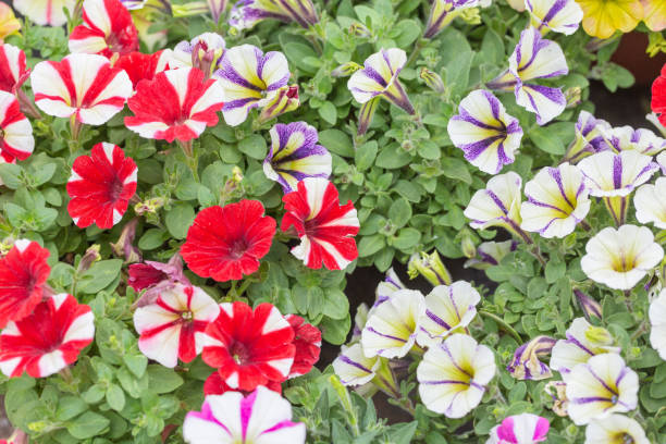 istock Spring outdoor dense colored morning glory，Ipmoea cairica 1219721695