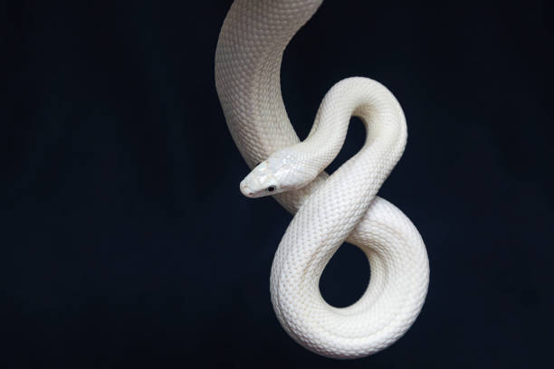 le serpent de rat du texas (elaphe obsoleta lindheimeri ) est une sous-espèce de serpent de rat, un colubrid non venimous trouvé aux états-unis, principalement dans l’état du texas. - cobra snake desert animal photos et images de collection