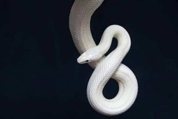 The Texas rat snake (Elaphe obsoleta lindheimeri ) is a subspecies of rat snake, a nonvenomous colubrid found in the United States, primarily within the state of Texas