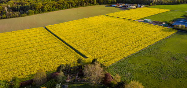 istock Bright Blooming Rape field view from above Agriculture Industry Landscape 1219722619