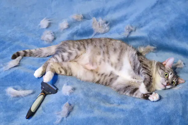 Shreds of wool after combing the cat's hair. Angry cat on the bed next to the hairbrush
