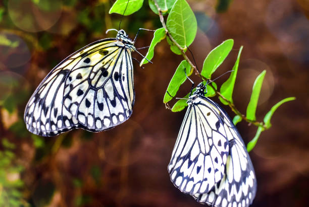 Idea leuconoe in the rainforest