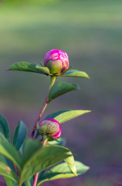boutons de fleur de pivoine prêts pour la floraison - nobody nature fragility close up photos et images de collection