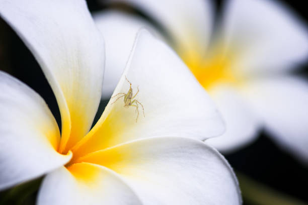 small spider on a white plumeria flower.