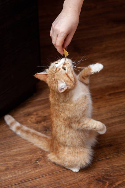 istock ginger cat begs food in the kitchen while cooking 1219723671