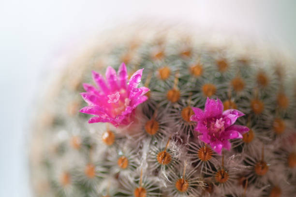 istock Close up or macro Pink flower cactus. 1219723758