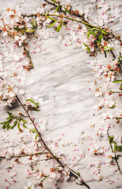 Flat-lay of white spring blossom flowers over white marble background Spring texture, wallpaper and background. Flat-lay of white spring blossom flowers over white marble background, top view, copy space bud candy stock pictures, royalty-free photos & images