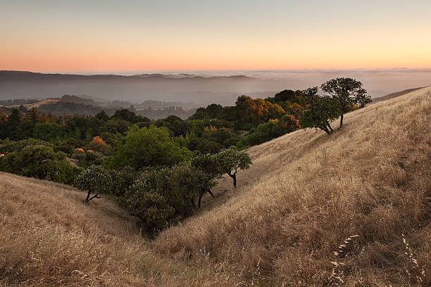 Valley e alberi al tramonto - foto stock