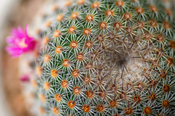 istock Close up or macro Pink flower cactus. 1219724767
