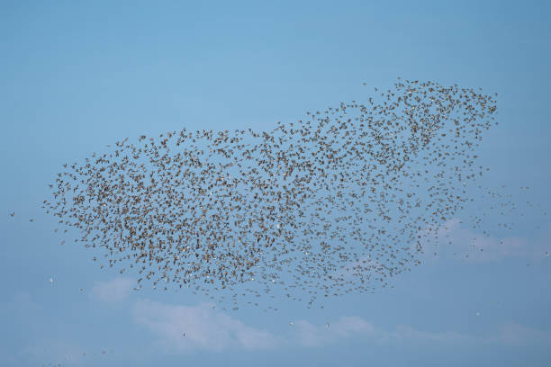 istock Very many seagulls in the blue sky 1219724777