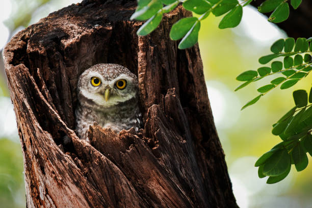 el pájaro ve el búho en un agujero de árbol. - tree hole bark brown fotografías e imágenes de stock