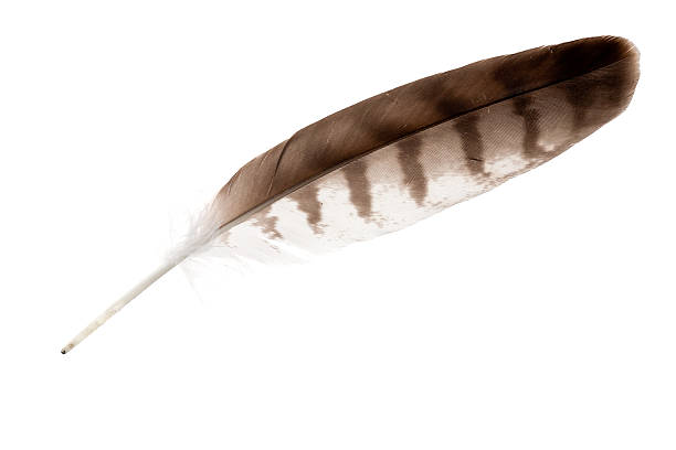 variegated isolated eagle feather stock photo