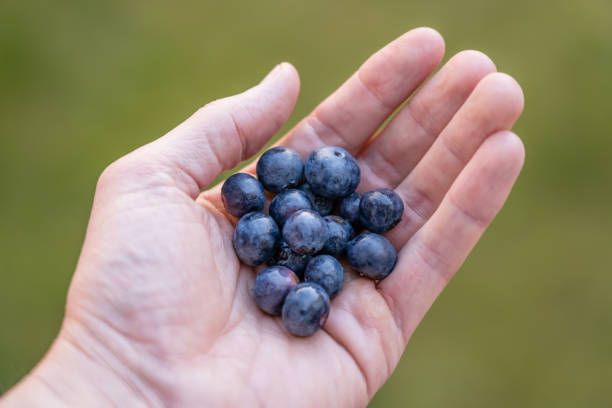 istock Blueberries are Superfood 1219725117