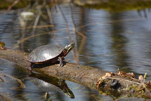 Painted turtle sitting on log at water's edge