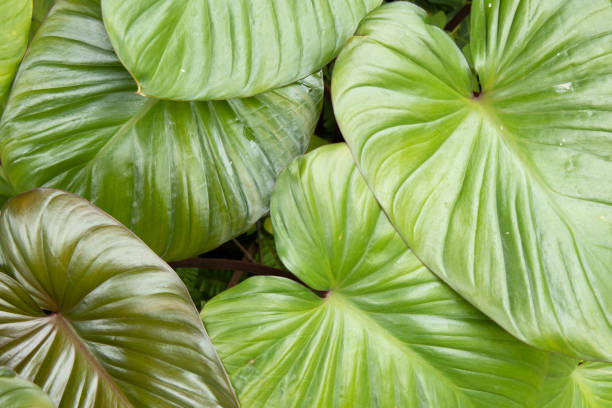 istock Fresh and closeup green leaves for background. 1219727334