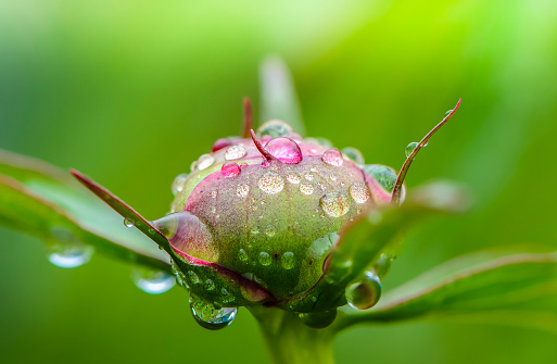 Peony bud with dew drops on it in the early morning