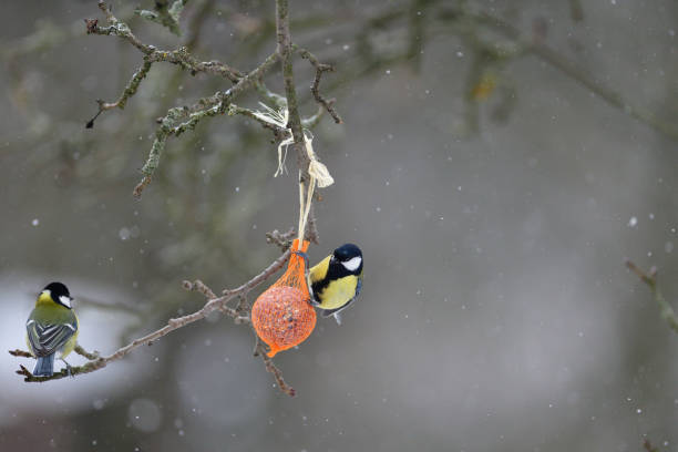 Great tit hanging and eating on  tallow ball with seeds in winter stock photo