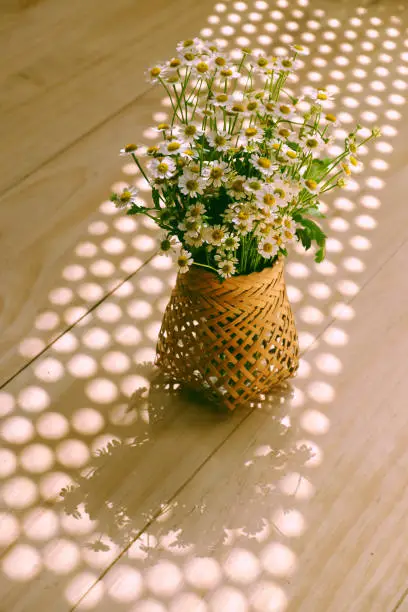 Amazing shape, curve from white daisy flower pot with long oblique shadow on wooden for home decor, Tana flora with small petal in evening sunlight in blooming