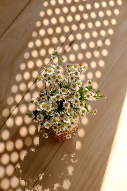 Amazing shape, curve from white daisy flower pot with long oblique shadow on wooden for home decor, Tana flora with small petal in evening sunlight in blooming